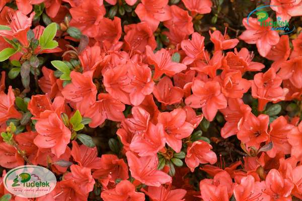 Azalia japońska Fridoline